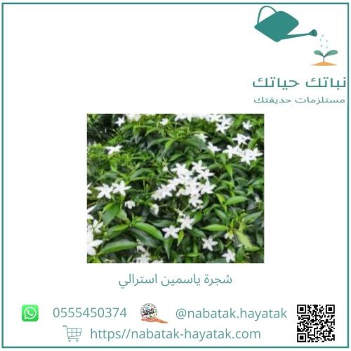 شجرة ياسمين استرالي من 2.50 م إلى 3.0 م