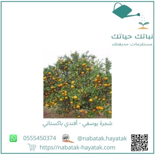 يوسفي أفندي باكستاني سبع سنوات
