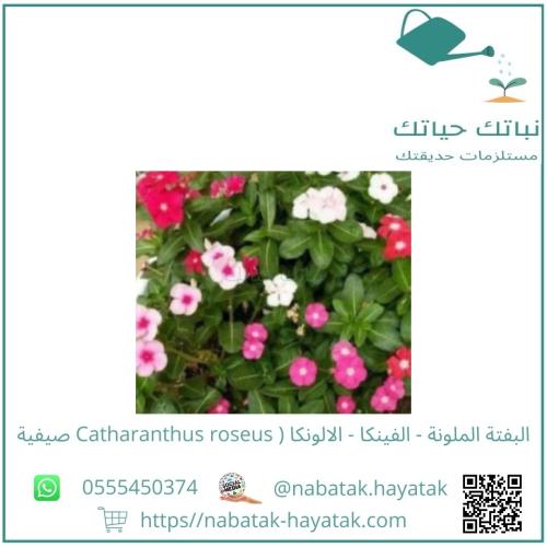 البفتة الملونة الفينكا الالونكا Catharanthus roseu...