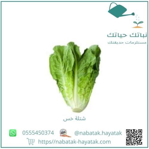 شتلة خس وسط