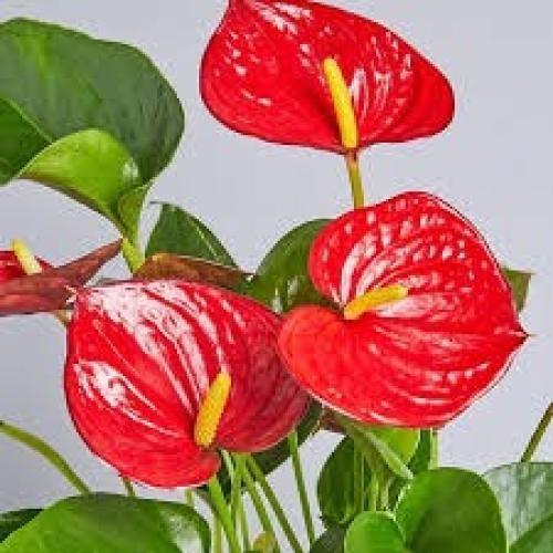 انترنيوم 9 - ANTHURIUM ANDRAEA - أحمر - صغير