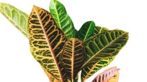 كريتون CODIAEUM VARIEGAT - 13