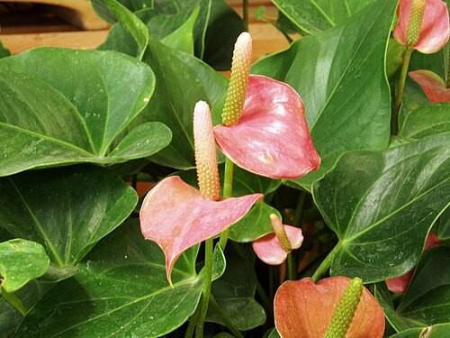 انترنيوم 9 - ANTHURIUM ANDRAEA - وردي