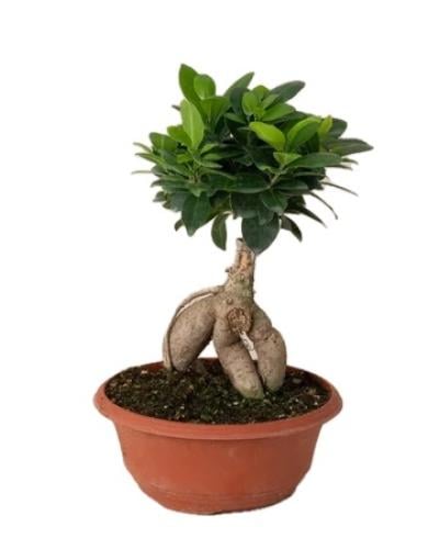 فكس بونساي صغير - FICUS BONSAI 400
