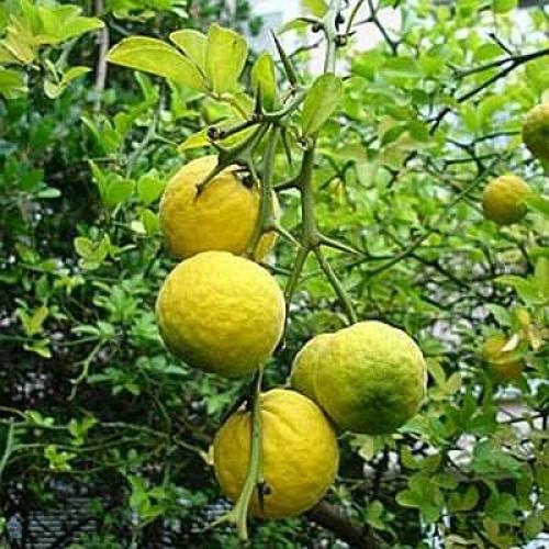 شتلة ترنج بذرة ثلاث سنوات