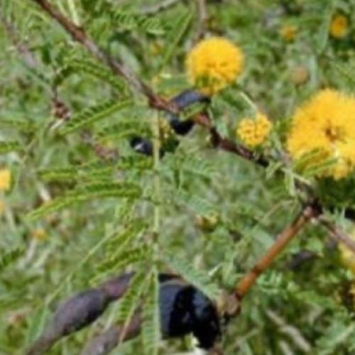 بذور طلح الفتنة - أكاسيا فرنسيانا