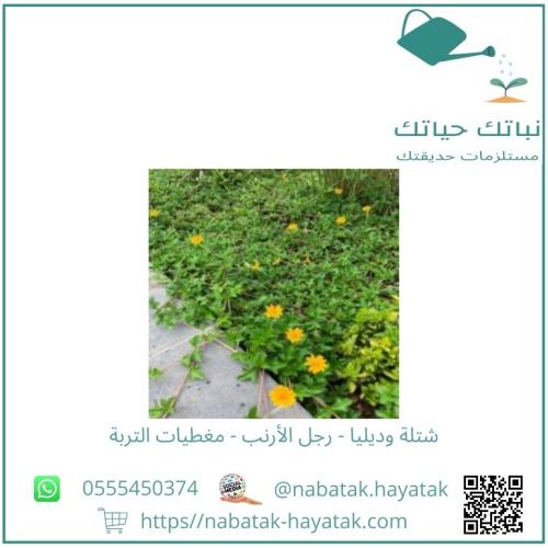 وديليا رجل الأرنب مغطيات التربة 10 سم إلى 20 سم