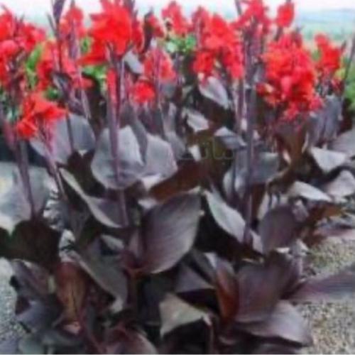 كنه - كنا حمراء - (Canna indica)