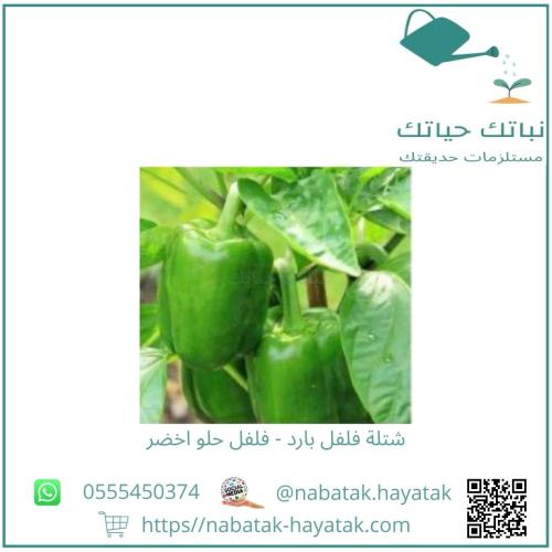 شتلة فلفل بارد فلفل حلو اخضر وسط