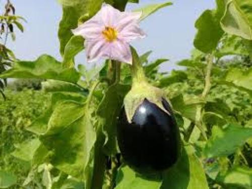 شتلة باذنجان وسط
