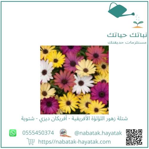 شتلة زهور اللؤلؤة الأفريقية أفريكان ديزي شتوية أبي...