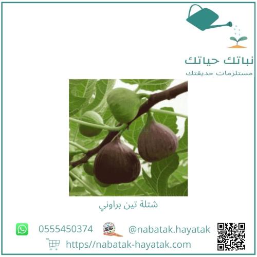 تين براوني من 50 سم إلى 60 سم تقريباً