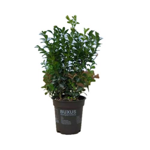 بوكسيس 9م BUXUS SEMPERVIREN