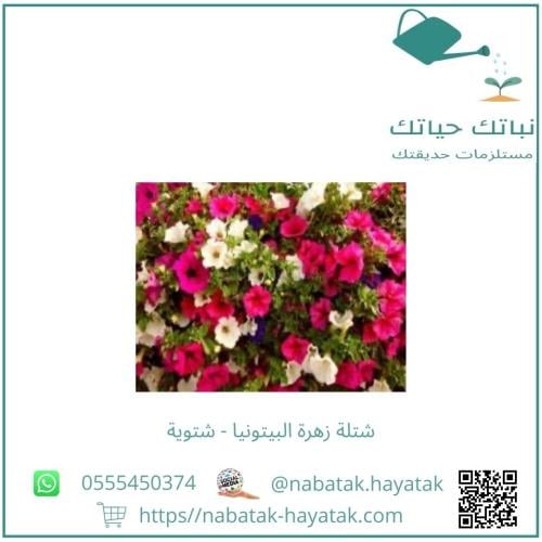 شتلة زهرة البيتونيا شتوية موف