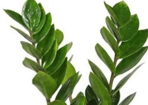 زاميا - Zamioculcas Za