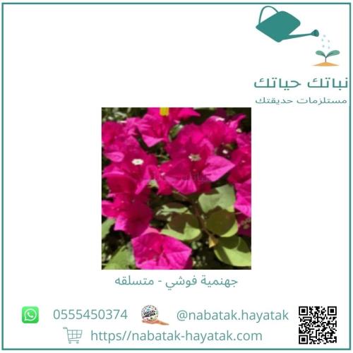 جهنمية فوشي - متسلقه من 40 سم - 60 سم تقريباً