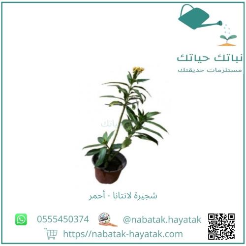 شجيرة لانتانا - أحمر