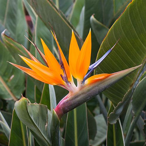 عصفور الجنة هولندي ملكي Strelitzia Reginae - 25