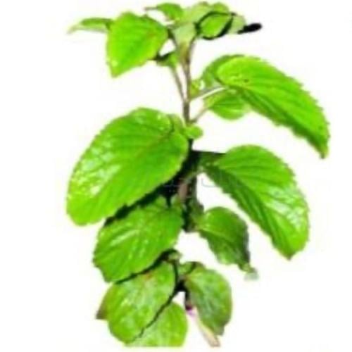 شاي أخضر وسط