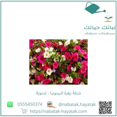 شتلة زهرة البيتونيا شتوية عنابي