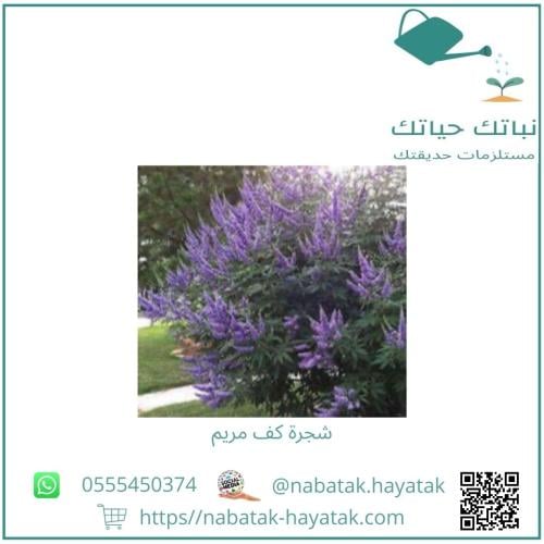 شتلة شجرة كف مريم