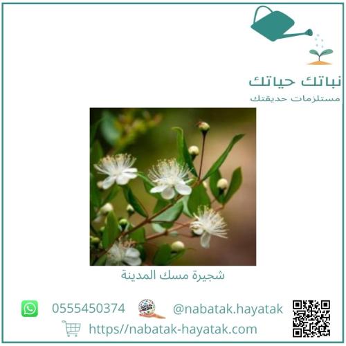 مسك المدينة من 50 سم إلى 70 سم تقريباً