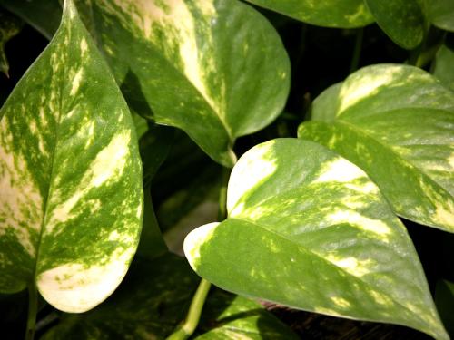 بوتس نبتة البوتس Epipremnum aureum