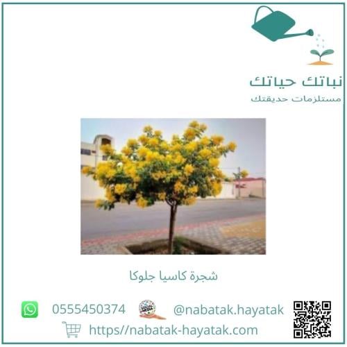 شجرة كاسيا جلوكا 40 سم إلى 60 سم تقريباً