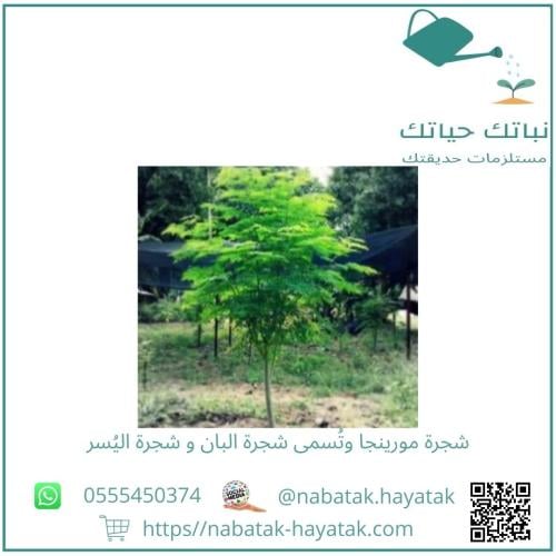 شجرة مورينجا وتُسمى شجرة البان و شجرة اليُسر من 30...