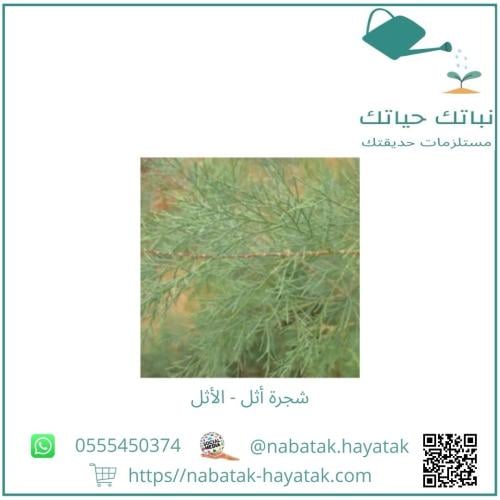 شجرة أثل الأثل من 60 سم إلى 80 سم