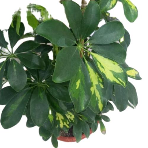شفليراء هولندي مبرقشة مركن 12 - SCHEFFLERA ARB