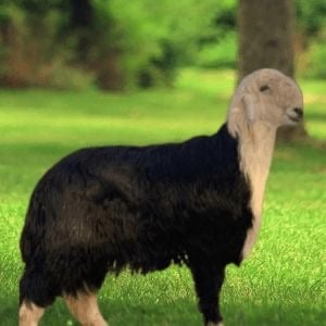 نجدي كبير(جبر)