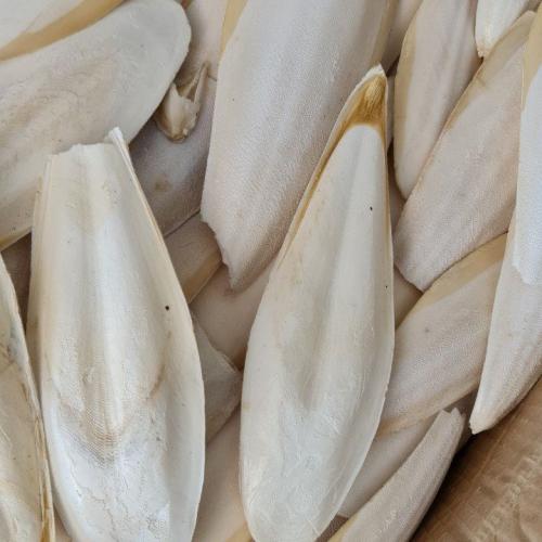 حبار للعصافير - 5 ريال للحبة