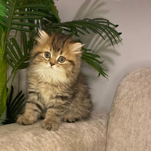 انثى سكوتش Long hair