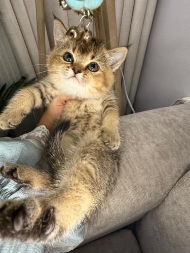 انثى سكوتش استريت بيور