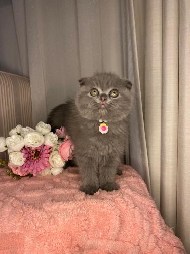 ذكر سكوتش فولد + مطعم