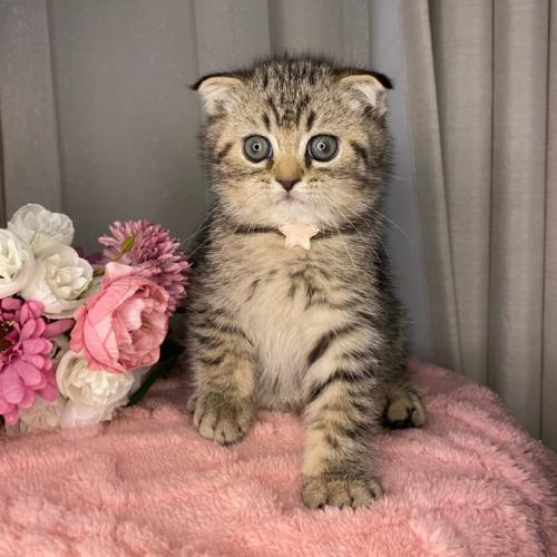 ذكر سكوتش فولد تايقر