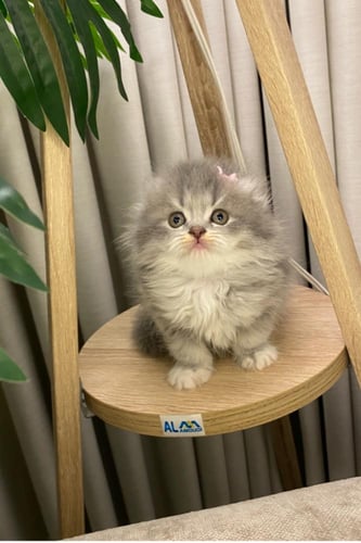 انثى سكوتش Long hair