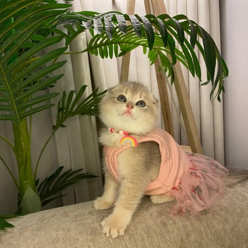 ذكر سكوتش تربيل فولد