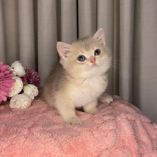 انثى سكوتش تربل فولد مطعمه