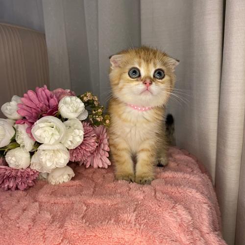 ذكر سكوتش تربل فولد