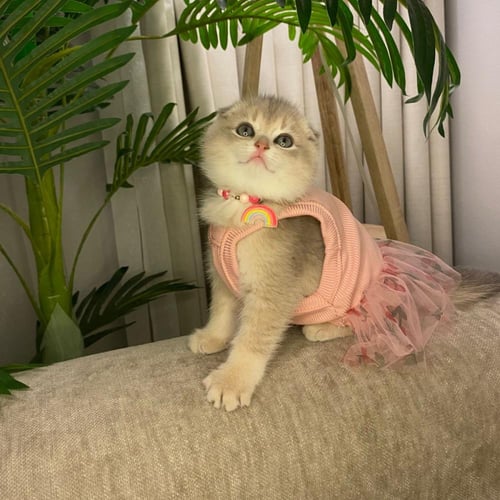 ذكر سكوتش تربيل فولد