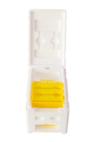 نوية تلقيح صينية