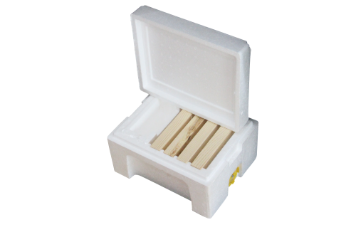 نوية فوم --مصرية