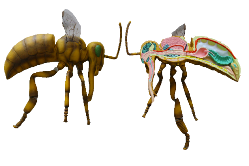 مجسم تشريح النحلة