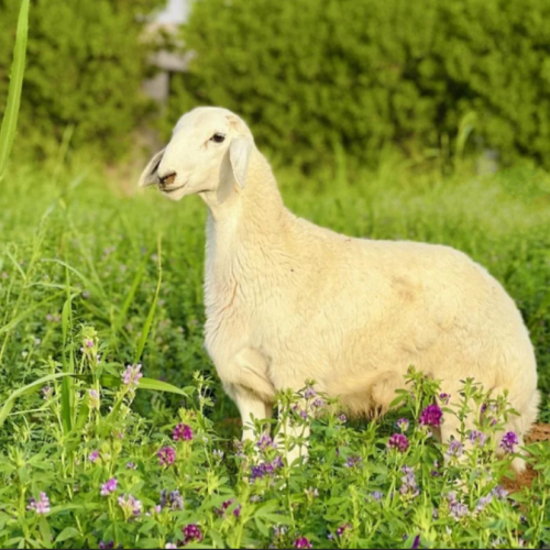 خروف حري طازج