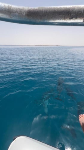 مغامرة مسررى الجزيرة