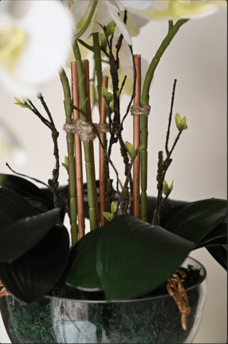 اوركيد اربع اغصان