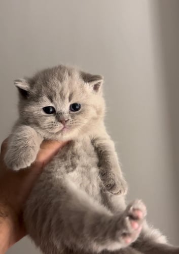 قطه لونق ليق انثى ليلك
