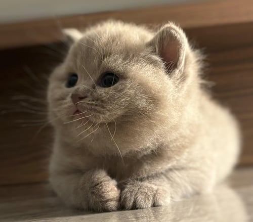قطه ليلك شورت هير انثى